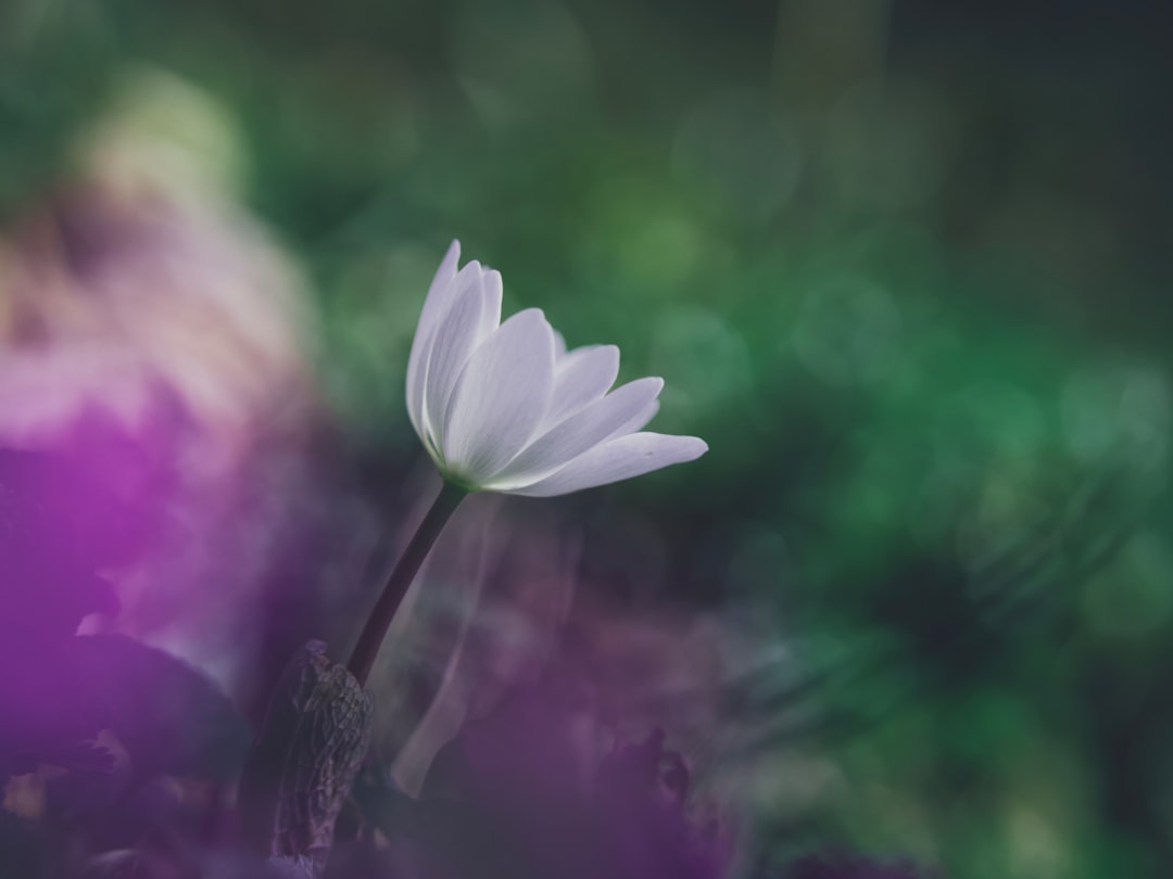 white flower in tilt shift lens