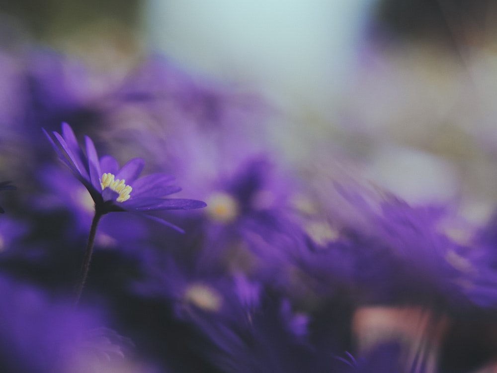 purple flower in tilt shift lens