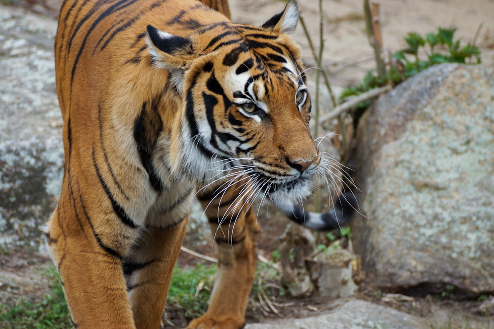 brown and black tiger on brown rock