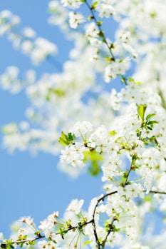 white flowers under blue sky during daytime