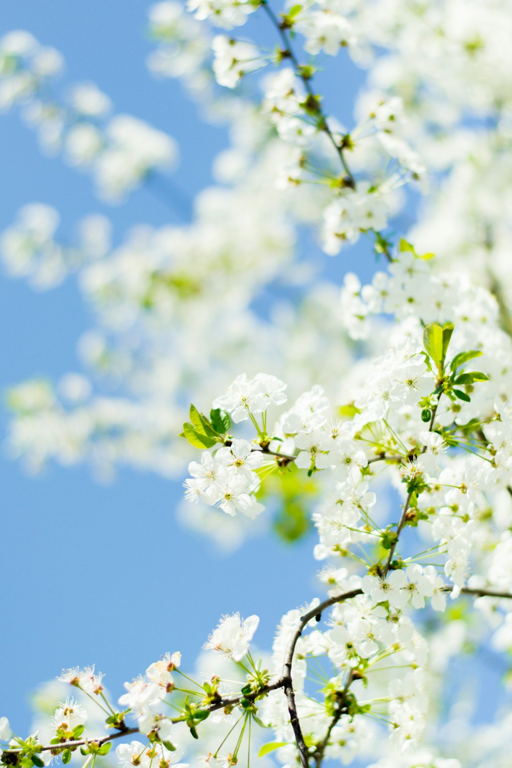 white flowers under blue sky during daytime