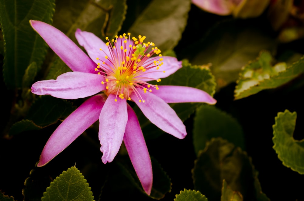 purple flower with water droplets