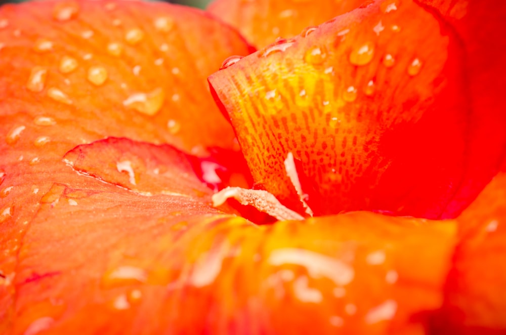 close up photo of red flower