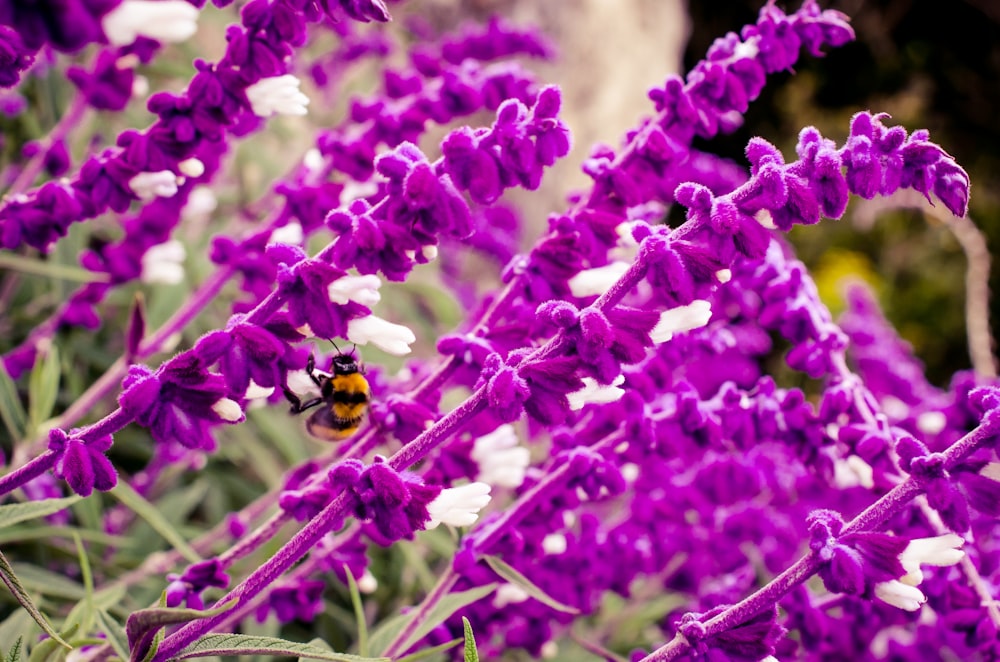 purple flower with black and yellow bee