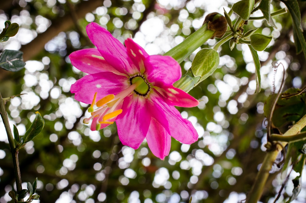 pink flower in tilt shift lens