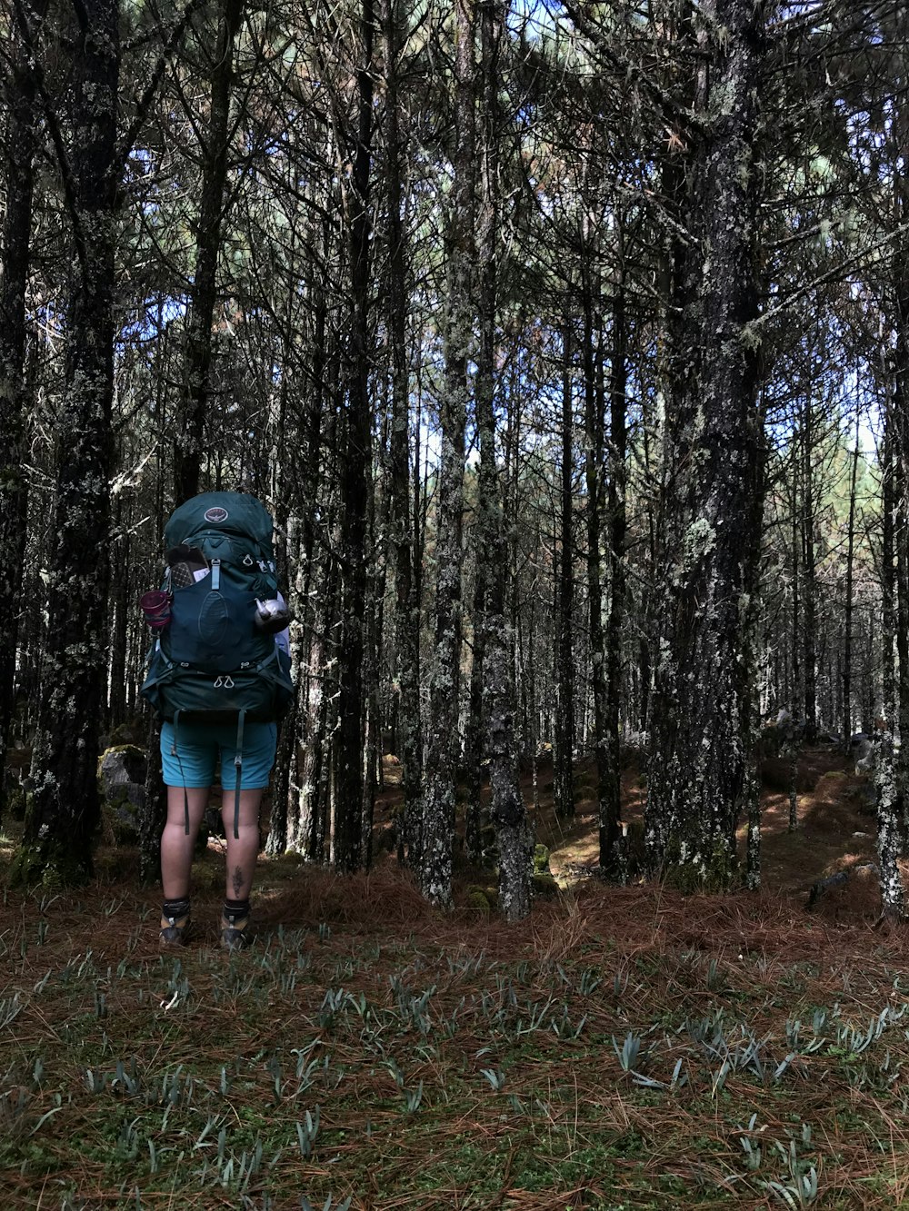 person in black helmet and blue denim shorts standing on forest during daytime