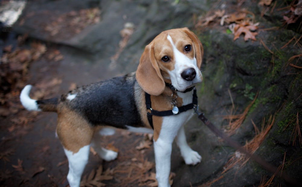 Cachorro de beagle tricolor en suelo marrón