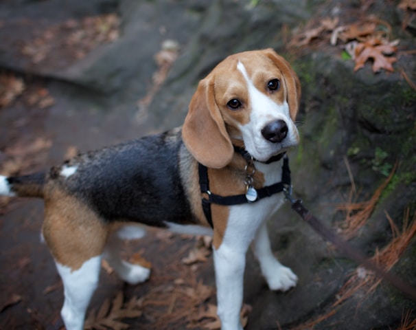 tricolor beagle puppy on brown soil