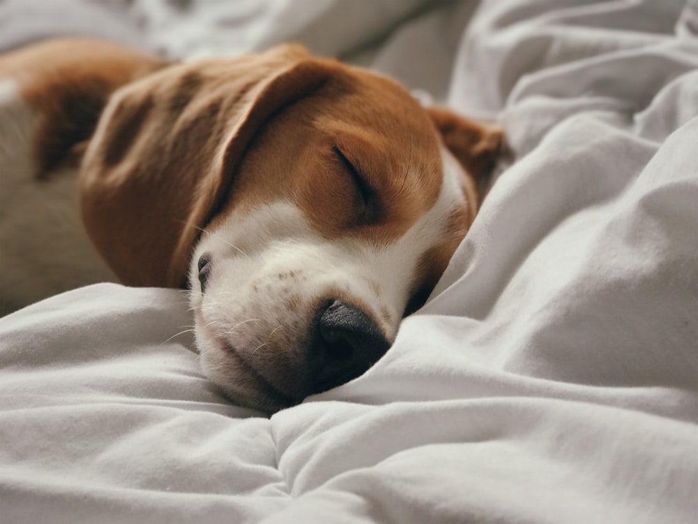 brown and white short coated dog lying on white textile