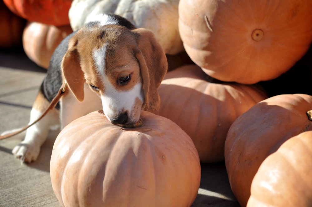 tricolor beagle on pumpkin during daytime