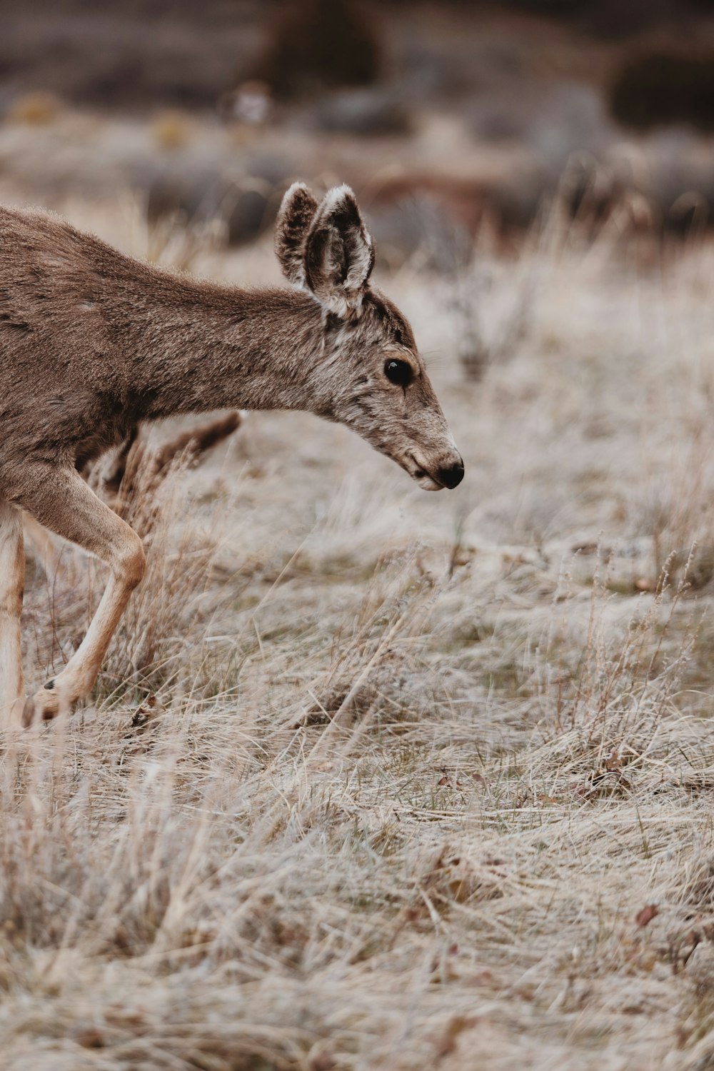 brown deer on brown grass during daytime