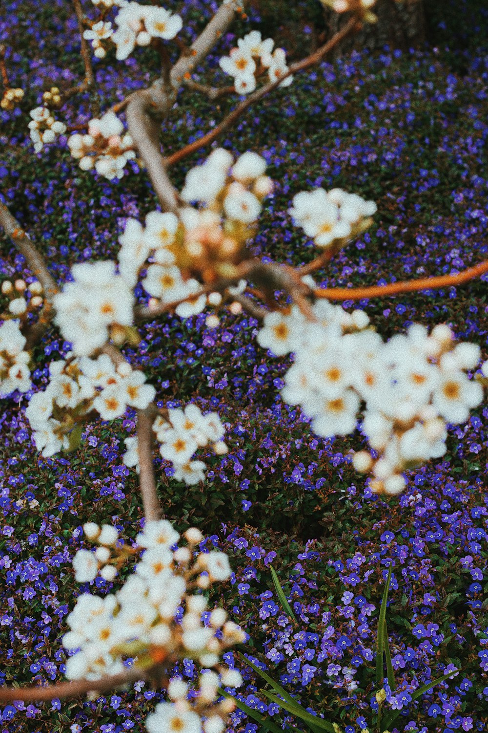 white flowers on black soil