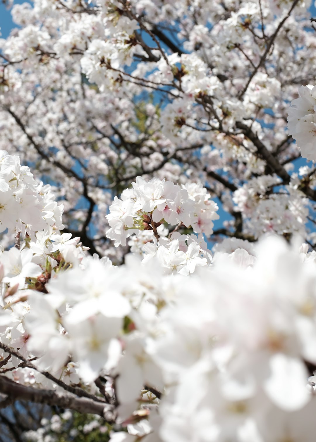 white cherry blossom tree during daytime