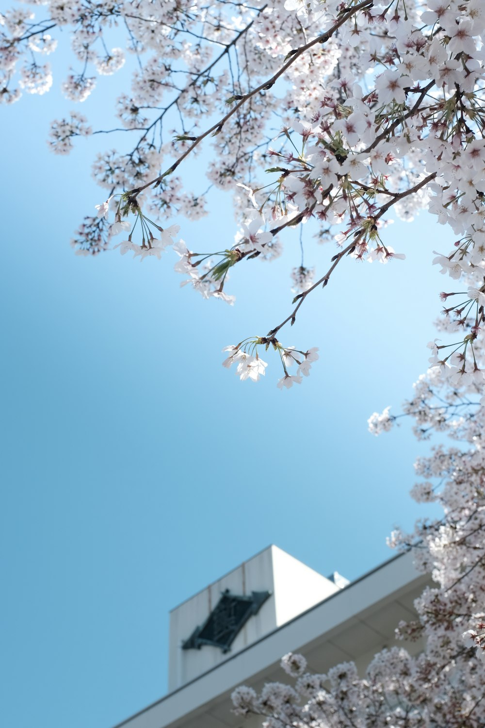 Árbol blanco y verde bajo el cielo azul durante el día