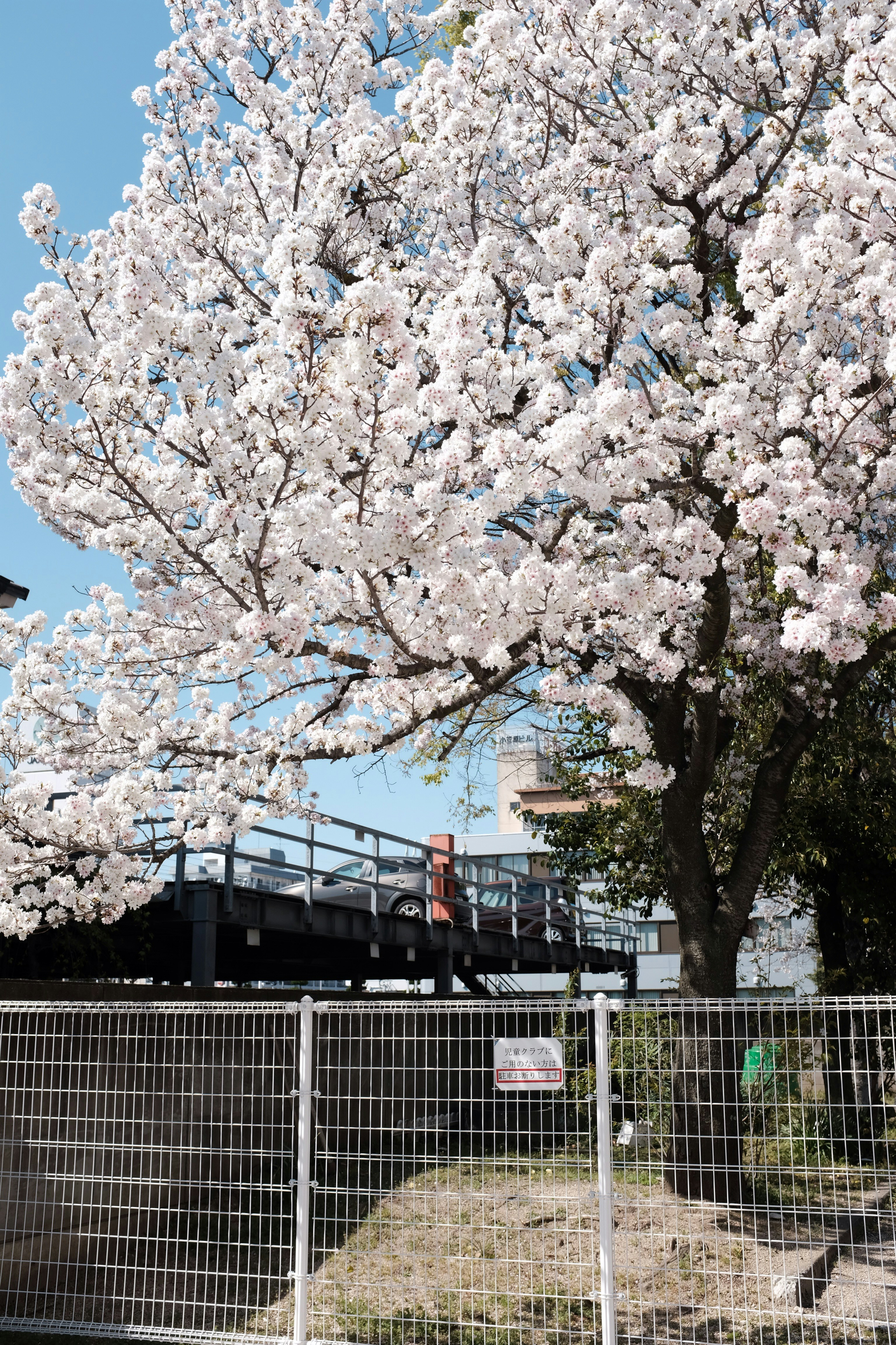 white cherry blossom tree near white metal fence