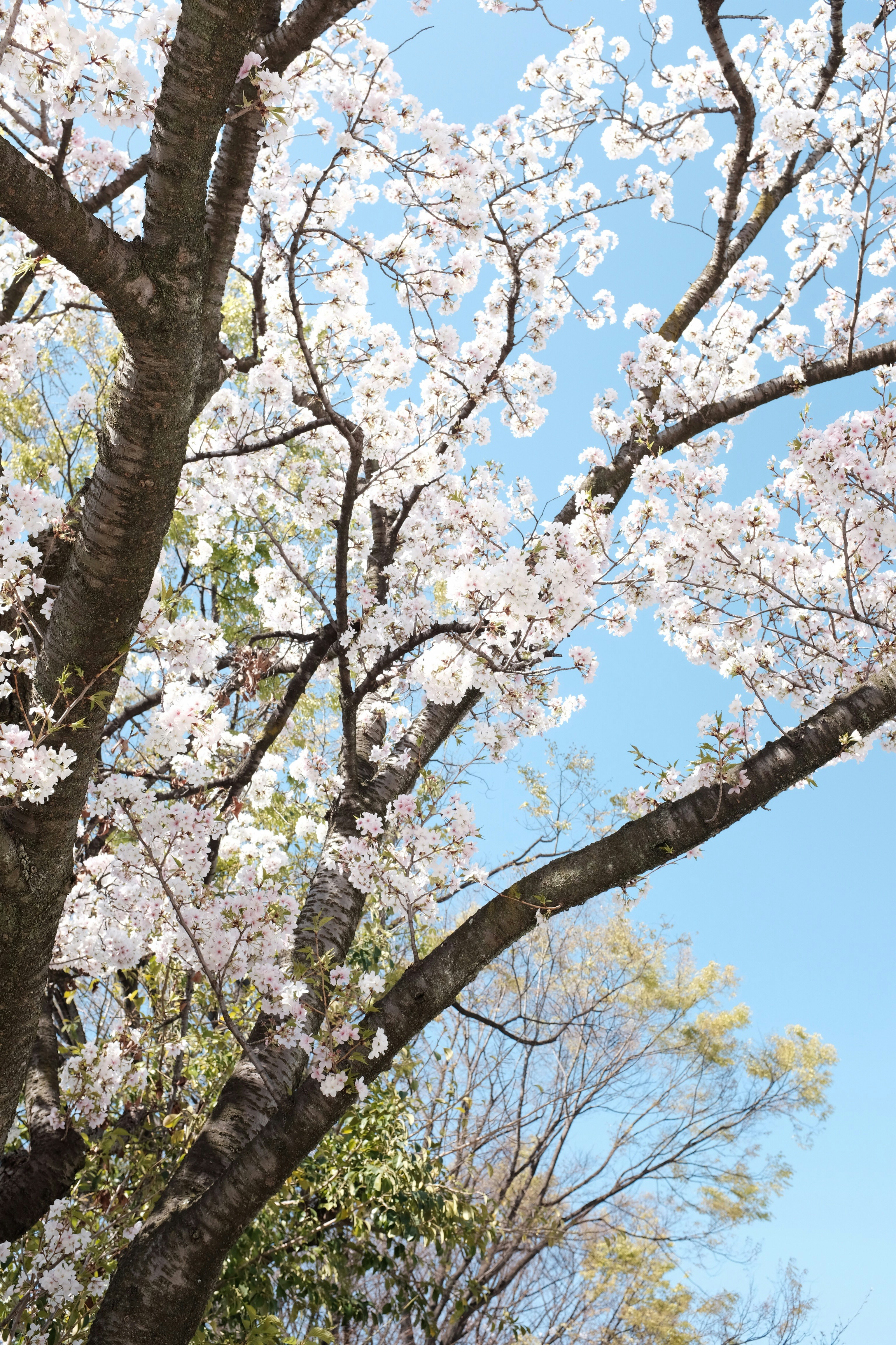 low angle photography of white cherry blossom tree during daytime