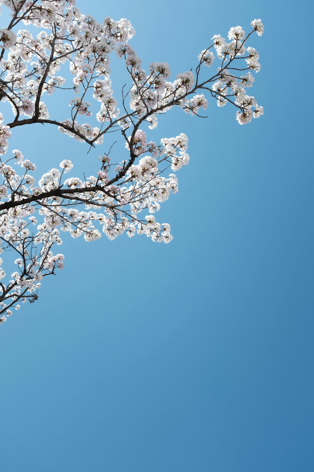 white cherry blossom under blue sky during daytime