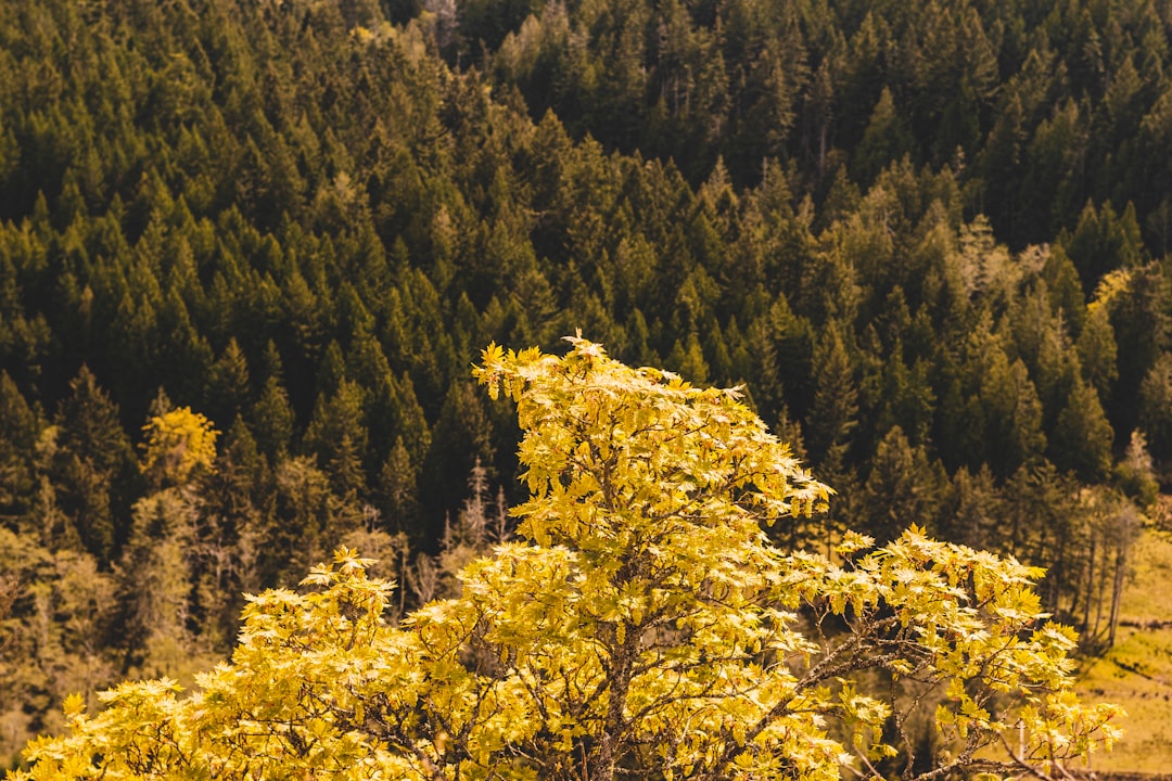 Tropical and subtropical coniferous forests photo spot Vancouver Island Cumberland