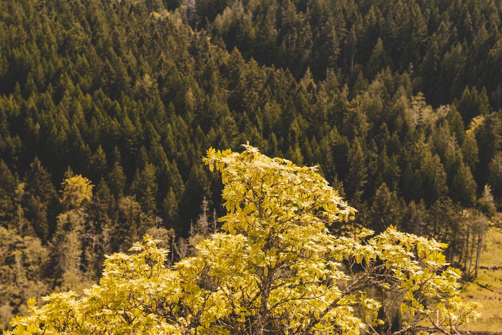 alberi a foglia gialla durante il giorno