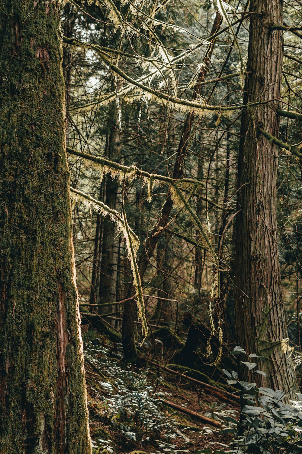 brown tree trunk during daytime