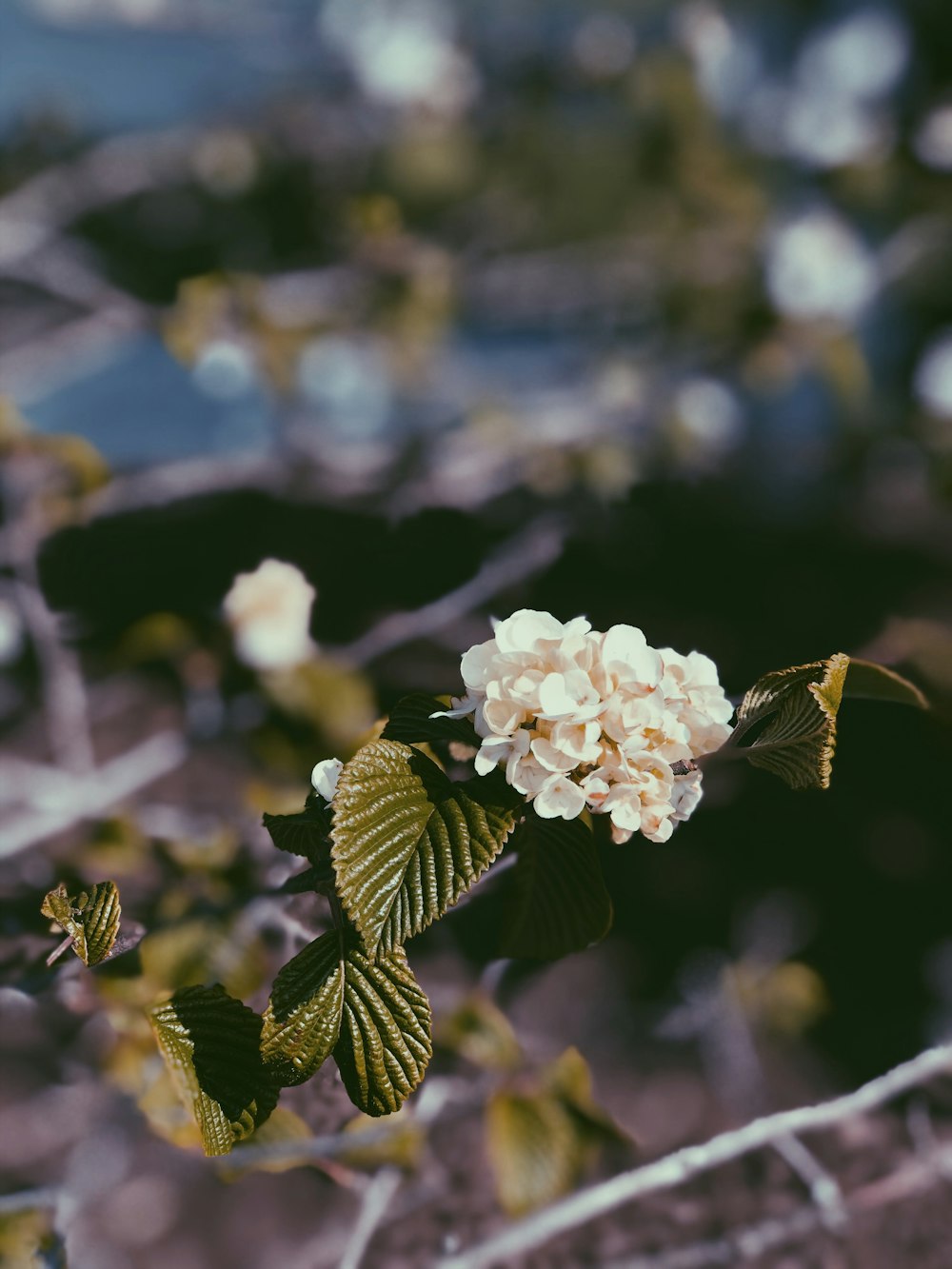 white flower in tilt shift lens