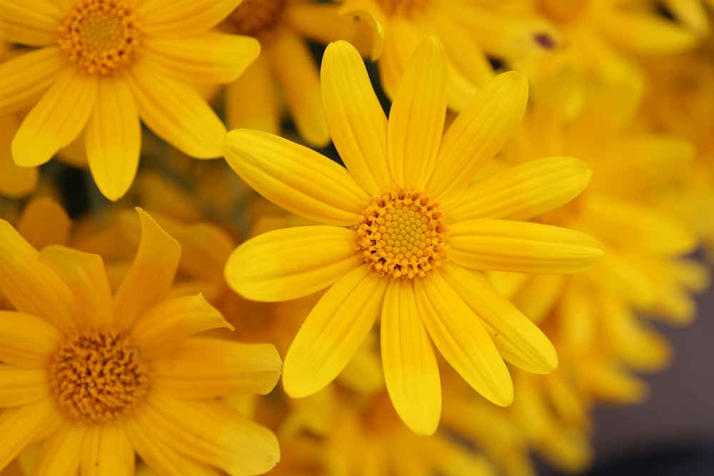 yellow flower in macro shot