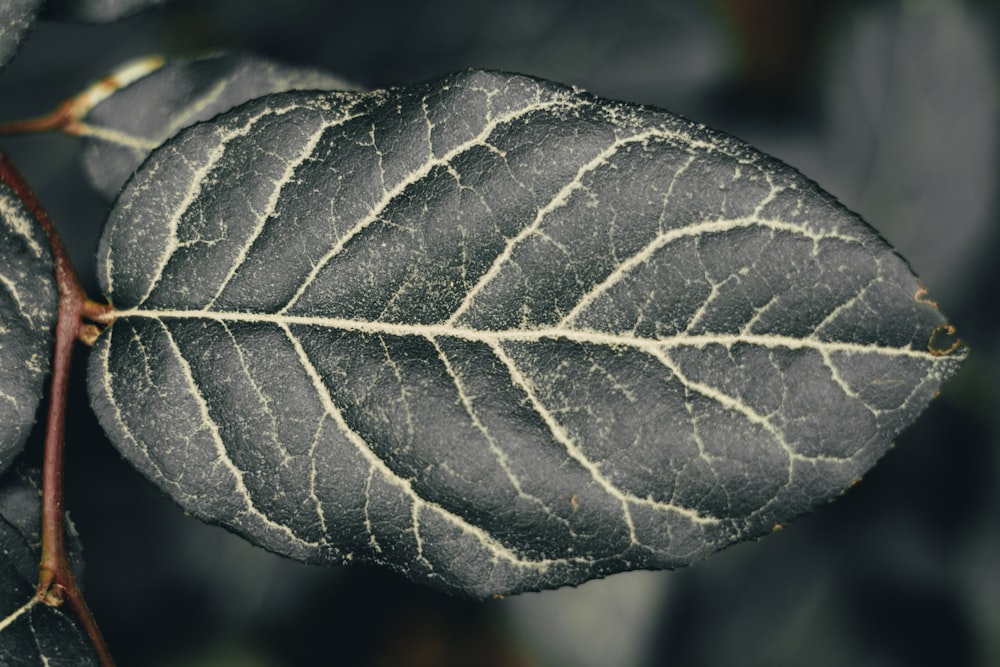 Hoja verde en la fotografía de primer plano