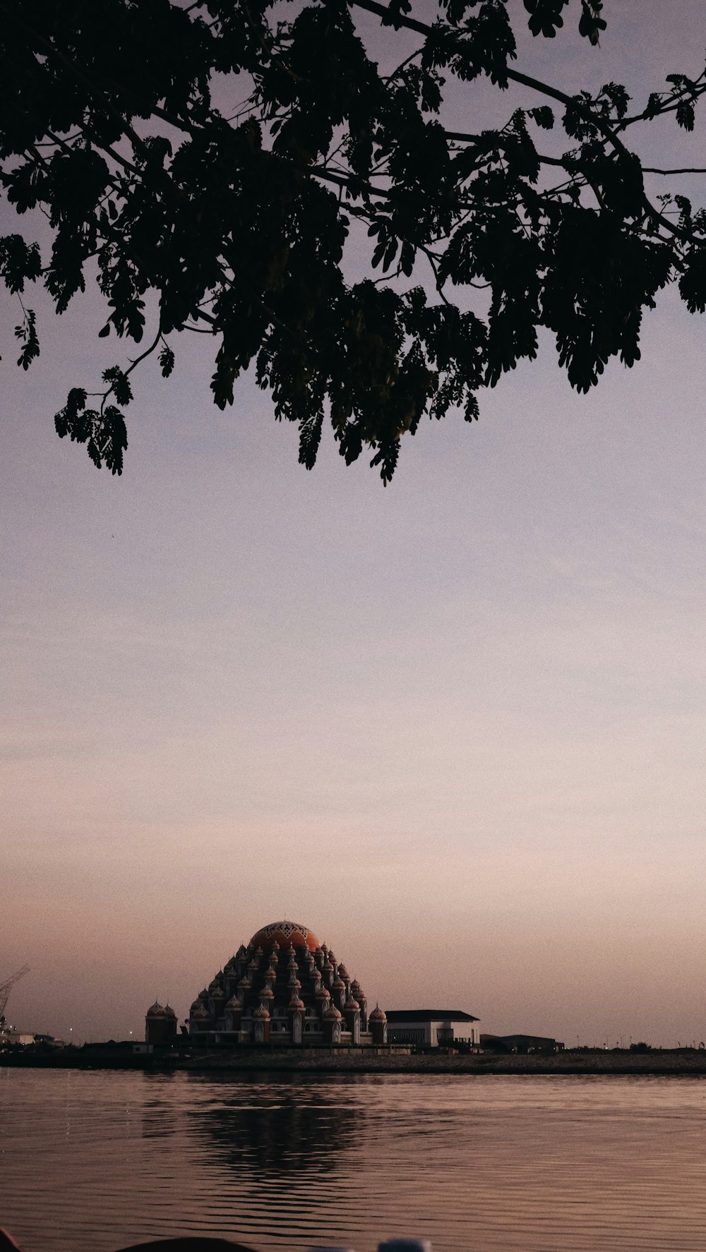 silhouette of tree during sunset