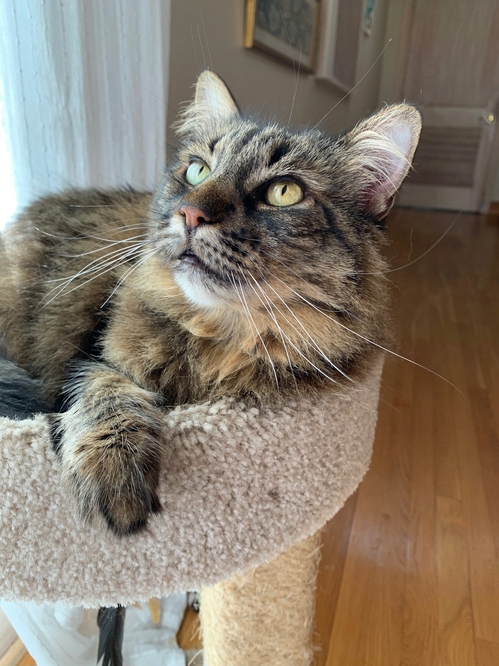 brown tabby cat on cat tree