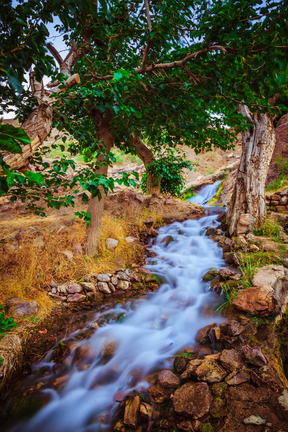 river in the middle of forest during daytime