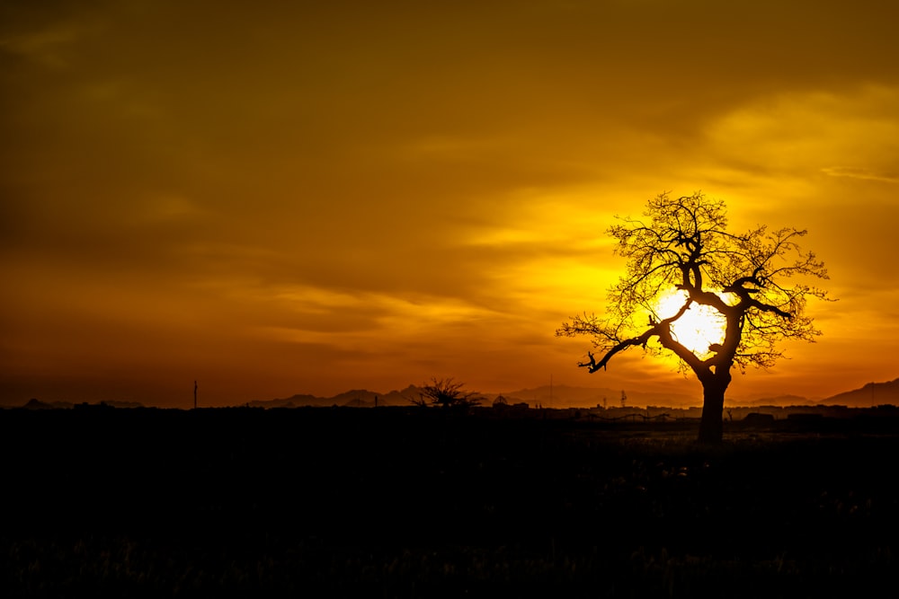 silhouette of bare tree during sunset