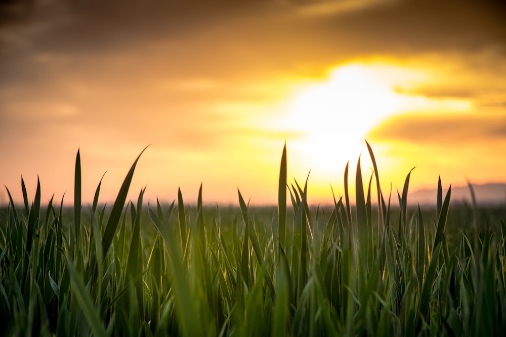 green grass field during sunset