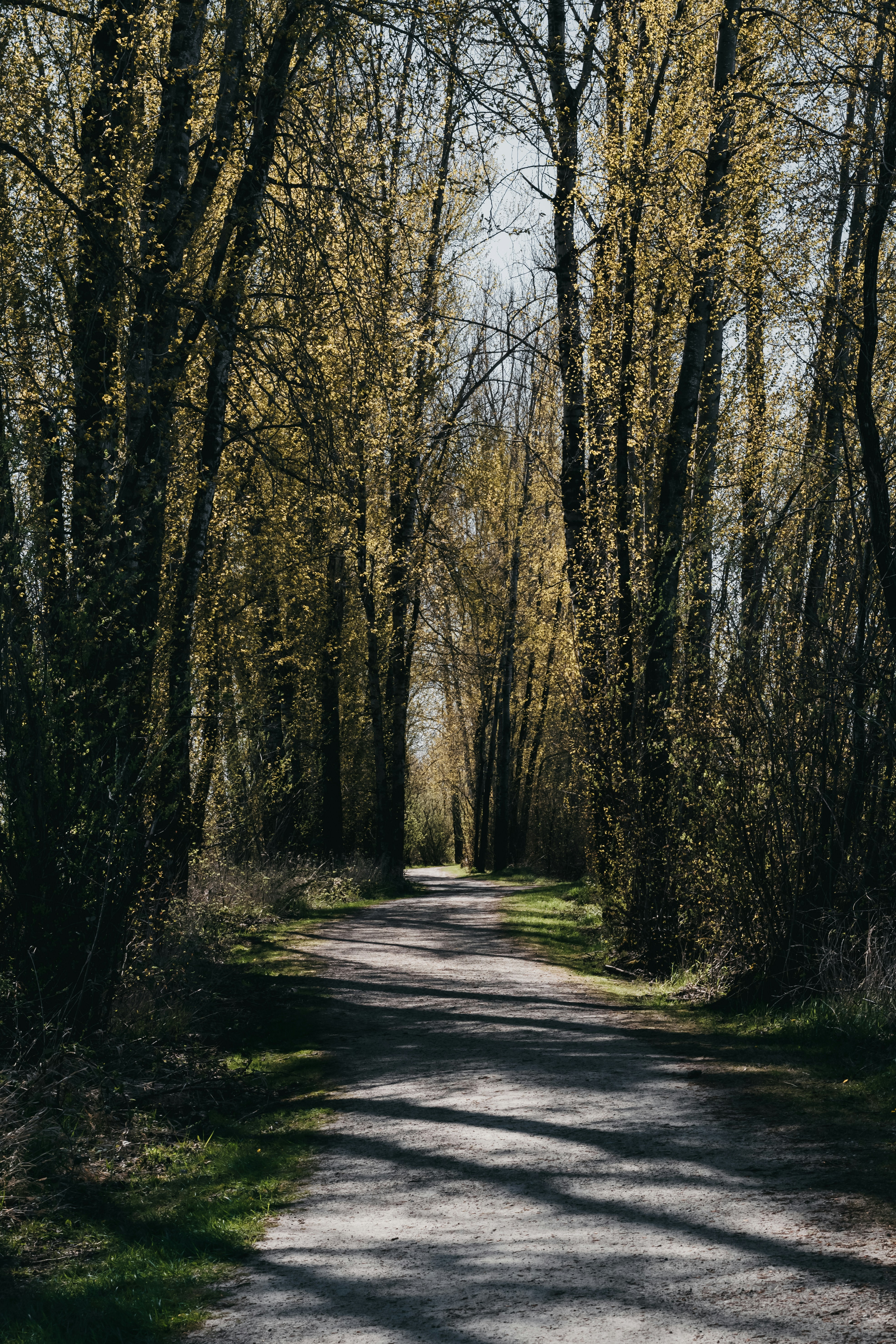 brown trees on gray asphalt road during daytime