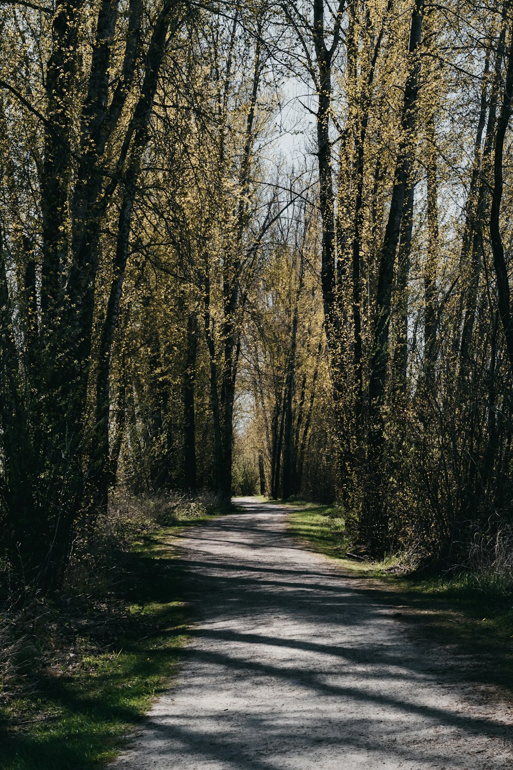 brown trees on gray asphalt road during daytime