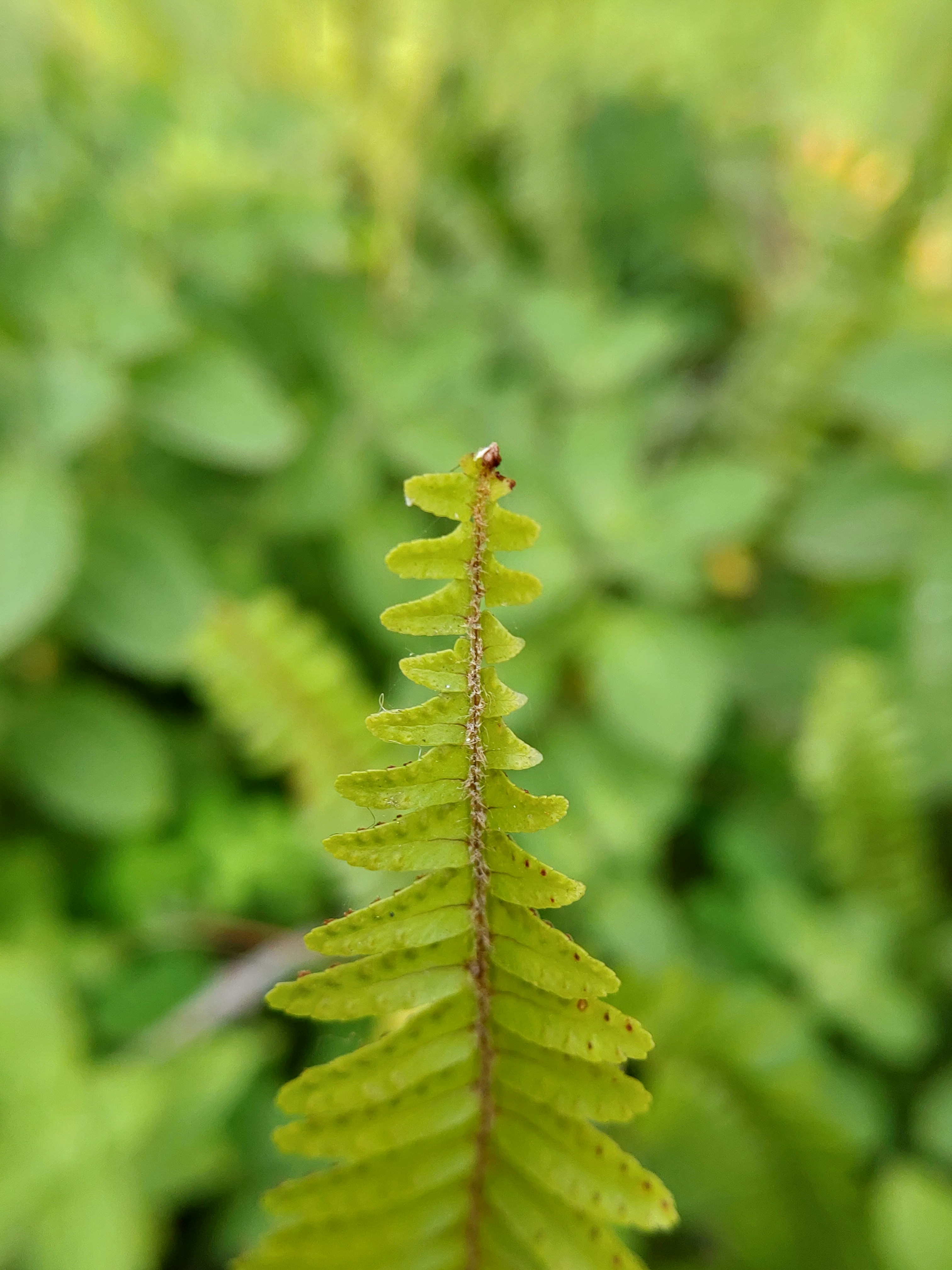 Photo by vishnuswaroopvs