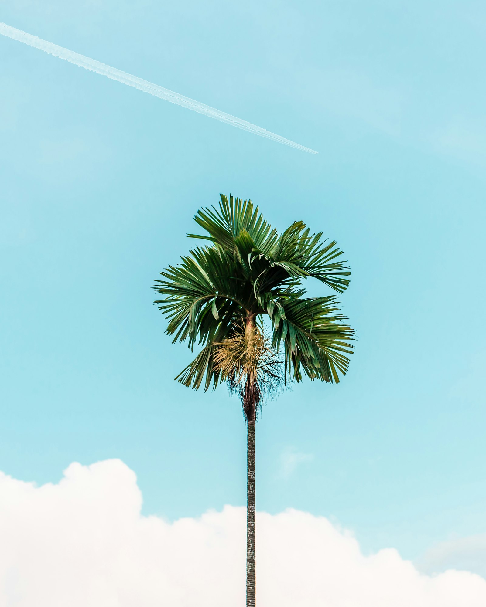 Canon EOS 6D Mark II + Tamron SP 85mm F1.8 Di VC USD sample photo. Green palm tree under photography