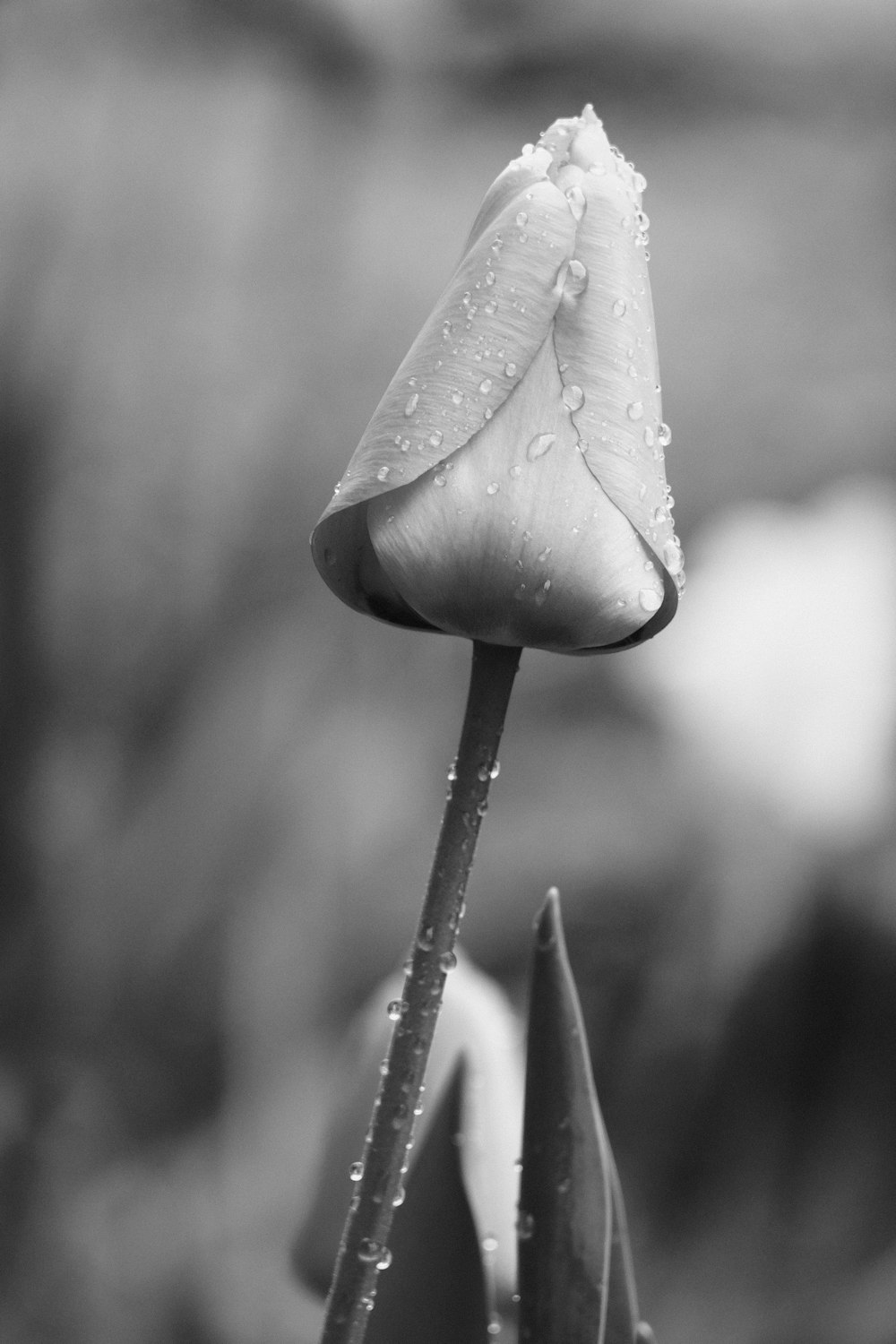 Foto en escala de grises del capullo de la flor