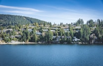green trees near body of water during daytime