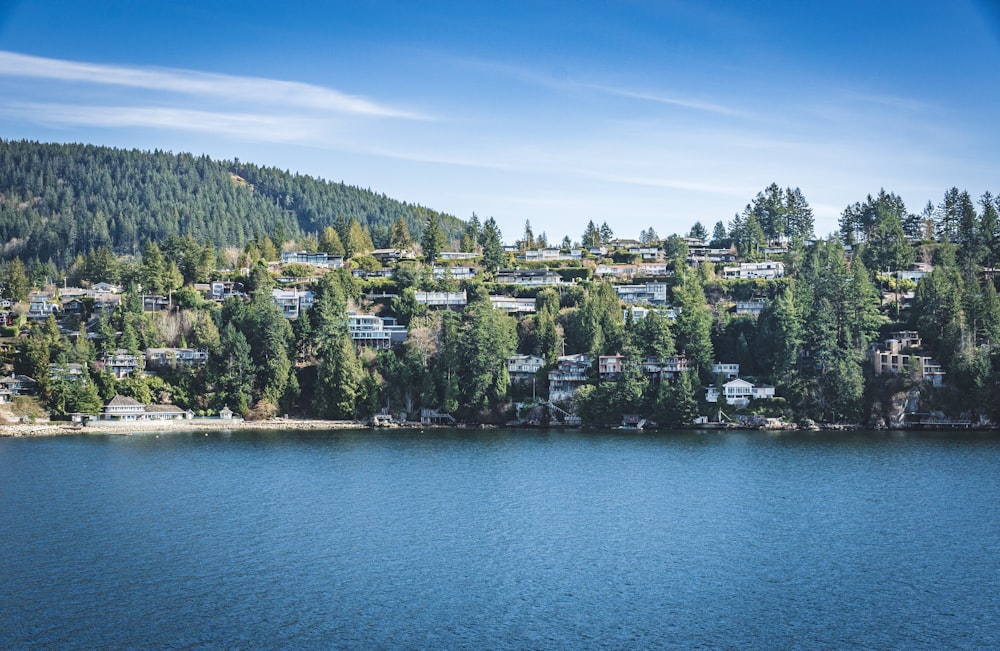 green trees near body of water during daytime