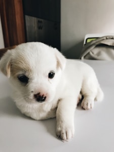 A small, fluffy white puppy with a curious expression rests on a plain white surface. The puppy's large, dark eyes and tiny paws add to its adorable appearance. In the background, part of a room is visible, with muted colors and a piece of furniture.