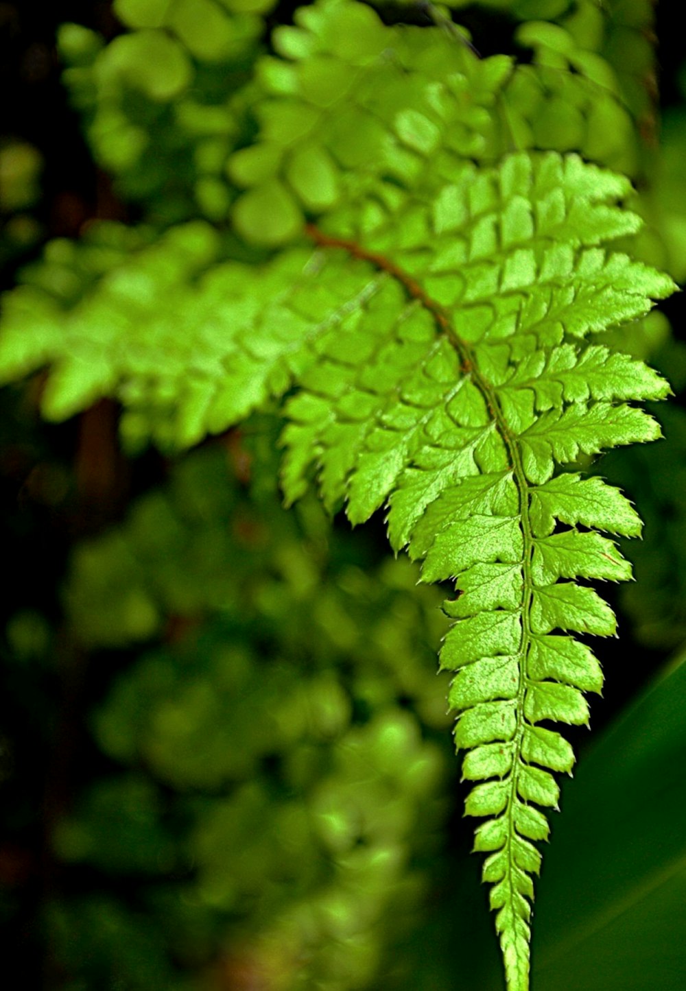 green leaf plant in close up photography