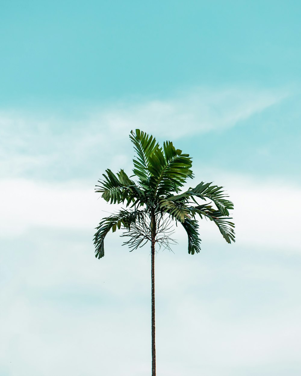 green palm tree under white clouds