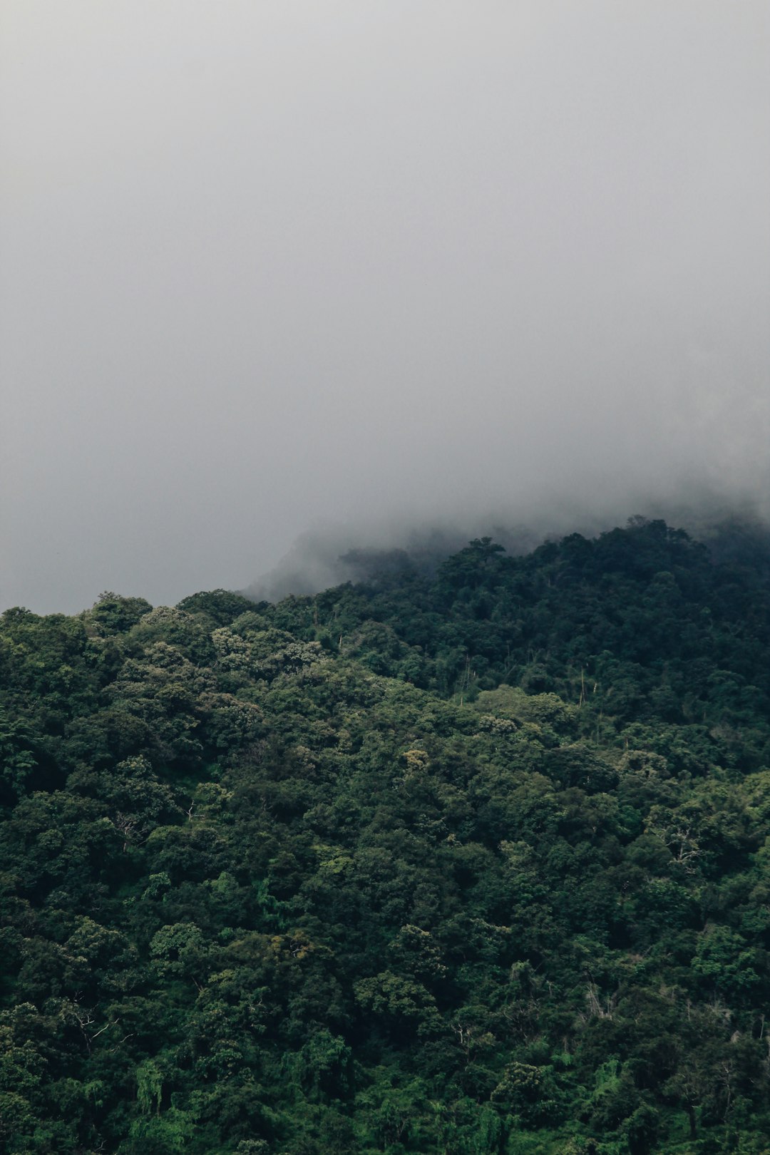 travelers stories about Forest in Isha Yoga Center Road, India