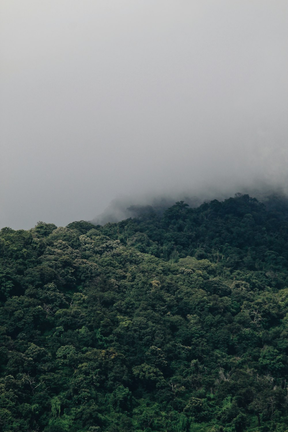 green trees on mountain during foggy day