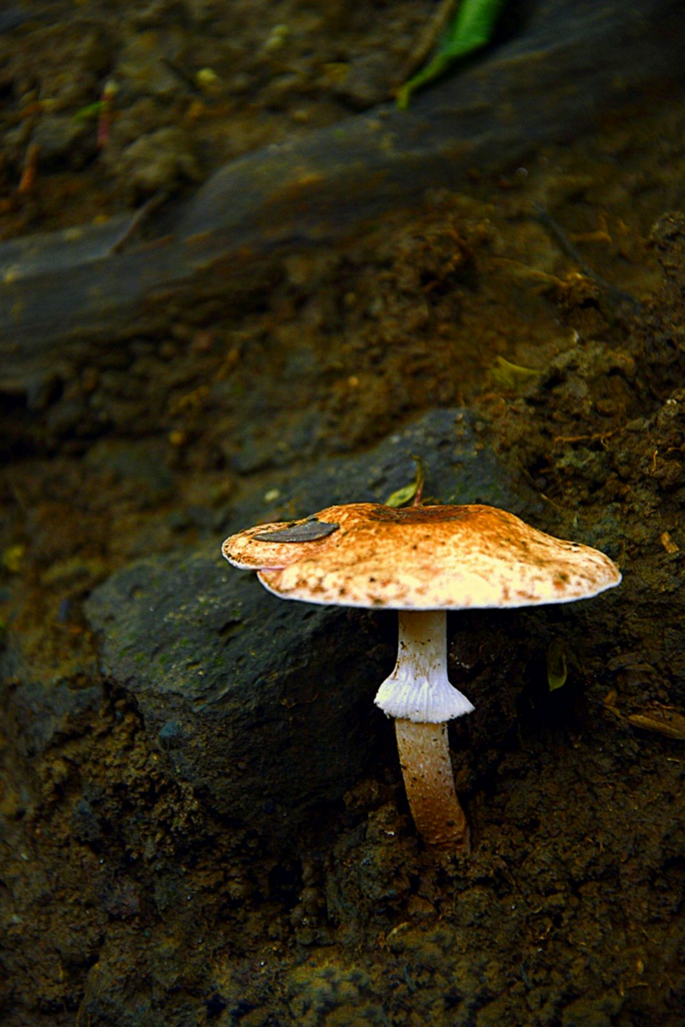 brown and white mushroom on black rock