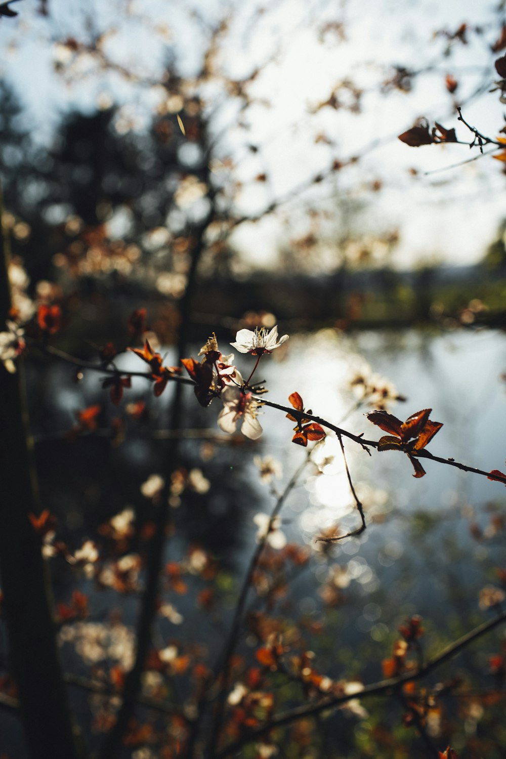 white and brown flower buds in tilt shift lens