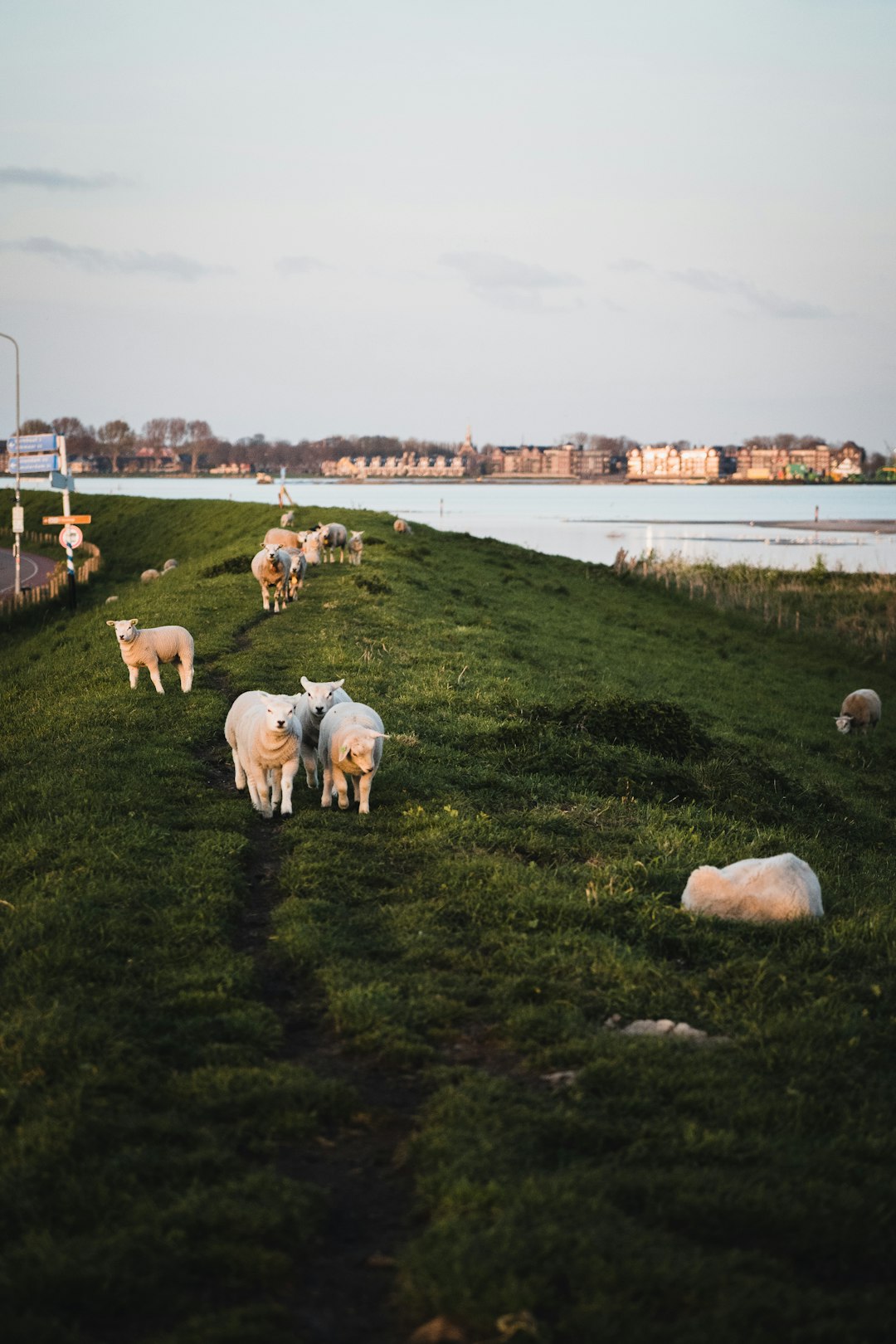 herd of sheep on green grass field near body of water during daytime