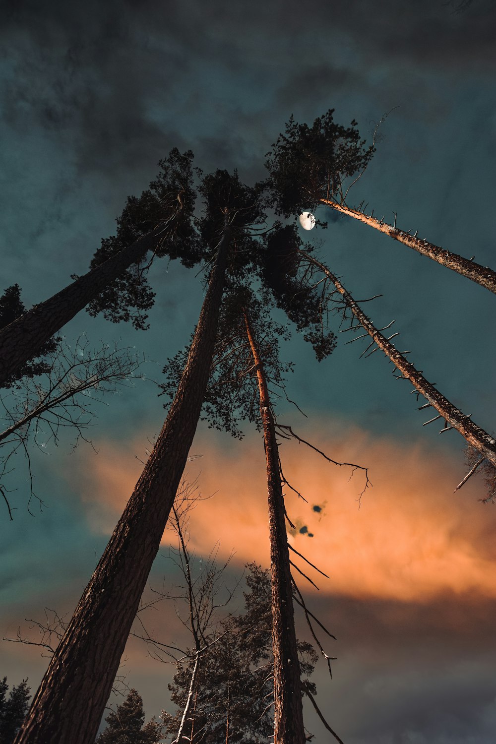 silhouette of trees under cloudy sky during sunset