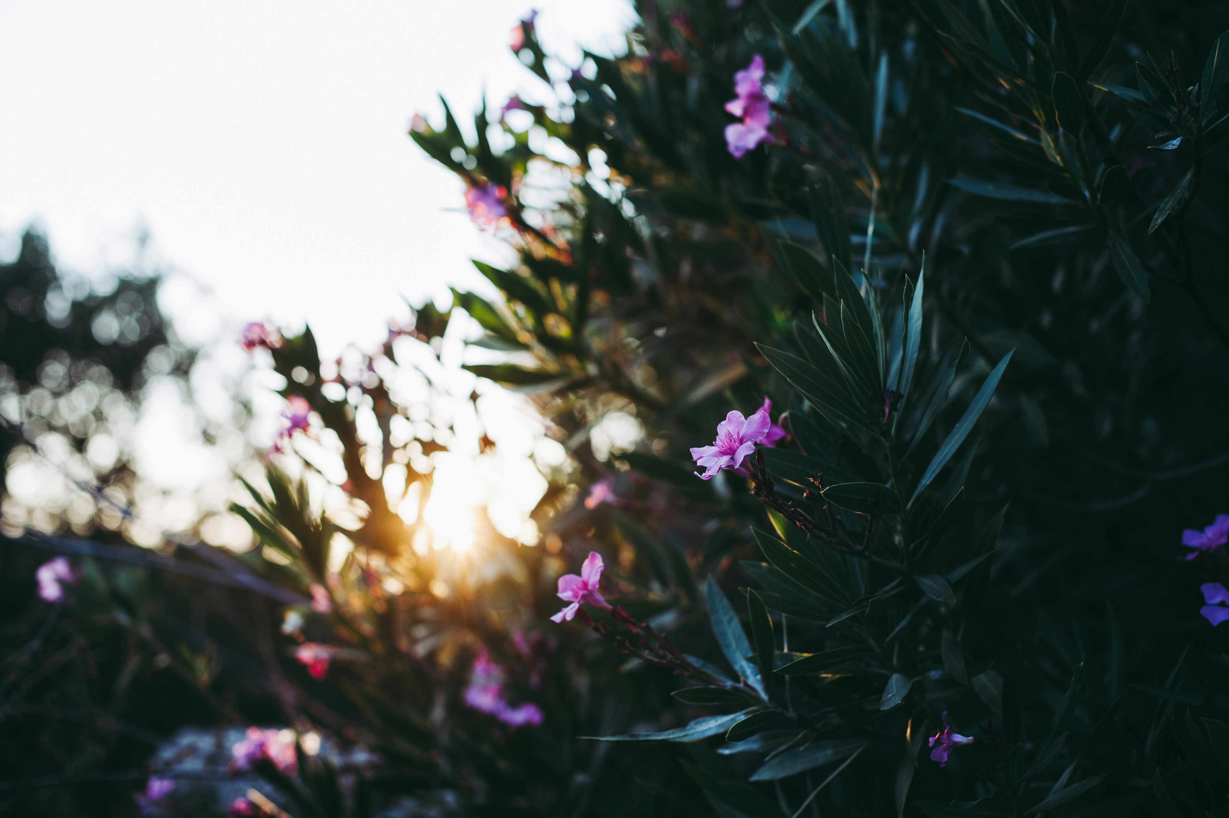 white and purple flowers in tilt shift lens