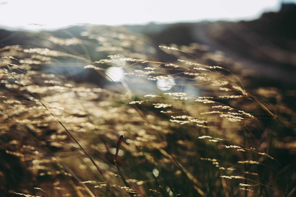 green grass field during daytime